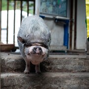 Un cochon domestique sur les marches extérieures d’une maison.