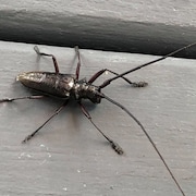 Un coléoptère avec de longues antennes.
