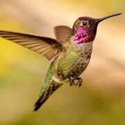 Un colibri d'Anna.