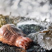 Un concombre de mer sur une roche en milieu marin.