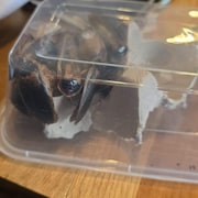 Large cockroaches are packaged in a transparent plastic container.