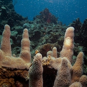 Des coraux (Dendrogyra cylindricus) dans l'océan près des Îles Vierges américaines.