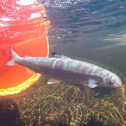Un poisson sort en nageant d'une chaudière vers une rivière de la Nouvelle-Écosse.