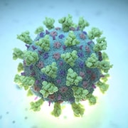 Une image de synthèse d'un bétacoronavirus comme celui causant la COVID-19.