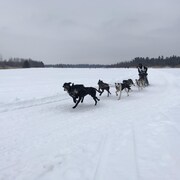 Un homme guide ses chiens de traîneaux sur une piste à toute vitesse. 