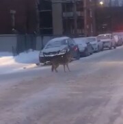 Une capture d'écran de l'animal, aperçu en train de marcher dans le quartier Saint-Michel, à Montréal. 