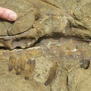 Un fossile de crâne d'un dinosaure dans une roche.