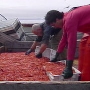 Deux hommes remplissent des caisses avec des crevettes de Matane.