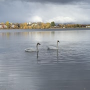 Deux cygnes trompettes sur le lac Osisko, à Rouyn-Noranda.