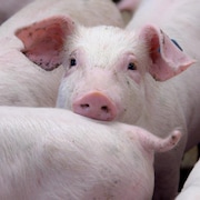 Des cochons dans une étable.