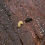 Une larve blanche et un insecte sur un tronc d'arbre.