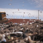 Un compacteur est à l'oeuvre dans un dépotoir, où vont se nourrir une foule de goélands.