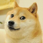 Un chien de race Shiba Inu