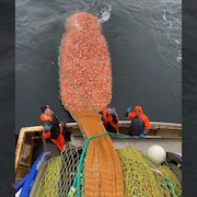 Les trois pêcheurs devant un filet rempli de sébastes.