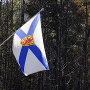 Un drapeau bleu et blanc devant des arbres brûlés.
