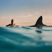 Une femme nage dans un océan alors qu'une nageoire de requin émerge de l'eau tout près d'elle.