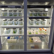 On voit un réfrigérateur de laboratoire ouvert. Il contient des dizaines d'échantillons d'eau gardés dans des fioles.
