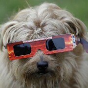 Un chien portant des lunettes protectrices pour une éclipse à Londres, le 20 mars 2015. 
