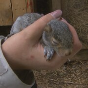 Un bébé écureuil dans la main d'une femme.