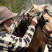 Un homme ajuste l'attelage de son cheval au niveau de la tête.