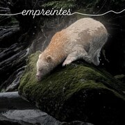Illustration d'un ours esprit sur un rocher en train de se pencher pour aller boire de l'eau.
