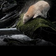 illustration d'un ours esprit sur un rocher qui se penche pour boire de l'eau.