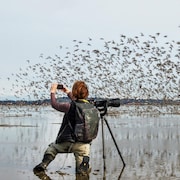 La photographe Isabelle Groc prend une photo d'oiseaux qui s'envolent.