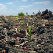 Des granules d'engrais autour de jeunes pousses.