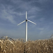 Une éolienne dans un champ de miscanthus en Angleterre.