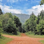 Deux éoliennes au sommet d'une colline couverte d'arbres.