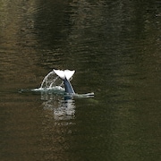 l'épaulard oprphelin plonge dans le lagon à Zeballos, le 13 avril 2024.