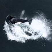 Une épaulard attaque un dauphin.