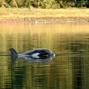 L'orque coincée dans un lagon de l'île de Vancouver. 