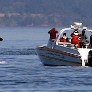 Une baleine sort de l'eau devant un bateau d'observation à moteur rempli de touristes debout