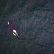 Un épaulard résident du sud nage devant un banc de saumon près du fleuve Fraser, en Colombie-Britannique. 