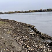 Des morceaux de bois &agrave; la verticale sortent de la vase sur une berge du fleuve Saint-Laurent.