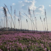 Un champ couvert d'épilobes, dans le parc national de Wood Buffalo, en juillet 2023. 