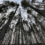 Une forêt d'épinettes noires ravagée par la tordeuse du bourgeon de l'épinette, sur la Côte-Nord.