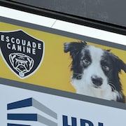 Un logo en forme de médaille avec l'image d'un chien sur un fond jaune.