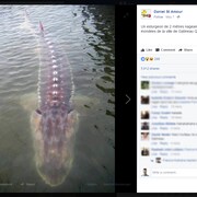 Capture d'écran d'une publication Facebook affirmant faussement qu'un esturgeon géant nage dans les rues inondées de Gatineau.