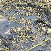 Des poissons morts dans un étang.
