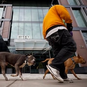 Un homme fait marcher ses chiens devant les bureaux de la Fédération des enseignantes et des enseignants de l'élémentaire de l'Ontario.