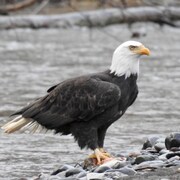 Gros plan d'un aigle au sol sur des roches au bord d'une rivière.