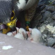 Des bébés faucons sont en train d'être nourris par leur parent.