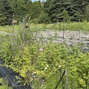 Des tournesols morts dans un champ.