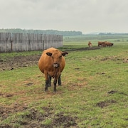 Des vaches dans un champs.