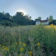 Un grand champ d'herbes hautes devant l'un des bâtiments de la ferme Moore. 