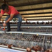 Un travailleur ouvre les cages qu'a secouées l'ouragan Maria pour retirer d'innombrables poules mortes. 