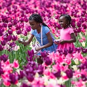 Des enfants prennent des photos de tulipes.