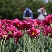 Des gens photographient des tulipes.